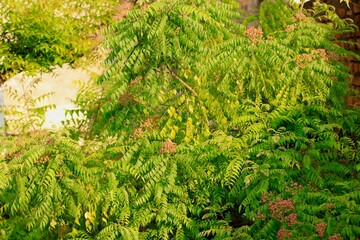Fototapeta premium Fresh green leaves on a Neem tree (Margosa/Azadirachta Indica) in an agricultural farm in Kutch, Gujarat, India, Asia