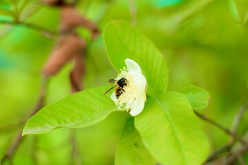 A honey bee in flight, collecting pollen from a yellow flower. The bee is hovering over the yellow blossom in search of nectar