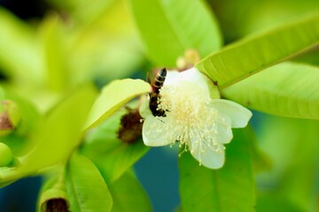 A honey bee in flight, collecting pollen from a yellow flower. The bee is hovering over the yellow blossom in search of nectar