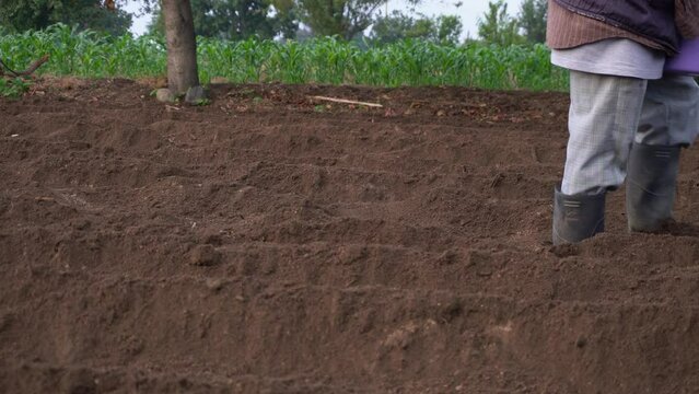 Mexican Farmer Honoring their Roots in Bean Cultivation