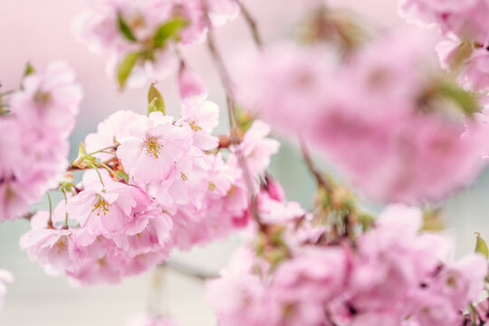 Close up of cherry blossom 