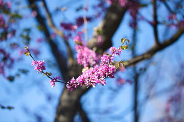 Pink flowering tree in the gardens of a park on blue sky background. It is spring.