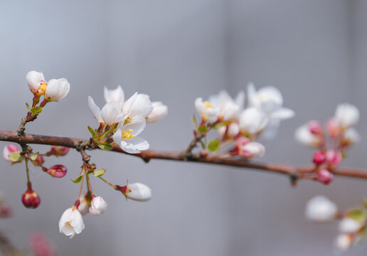 Close up of Cherry blossom