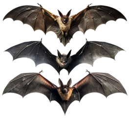 a set of bats vampires with spread wings on transparent background