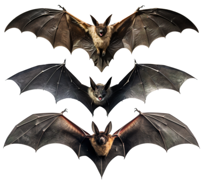a set of bats vampires with spread wings on transparent background
