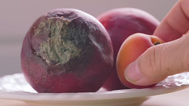 rotten nectarine fruit close-up, overripe spoiled fruit, female hand picks an apricot, environmental conservation, food chain, decomposition process, food safety, agricultural pests