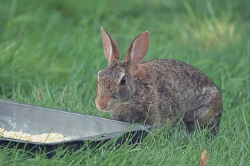 rabbit in the grass