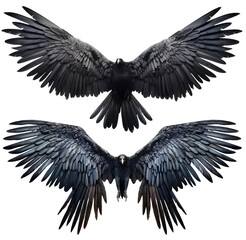 set of raven crow birds with spread wings