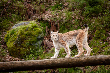 Wild cat Lynx (Lynx lynx) Bobcat in the forest.