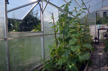 Polycarbonate greenhouse with iron frame elements of construction. 