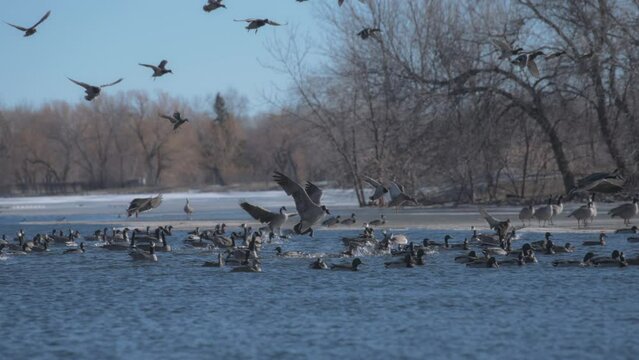 Flock of ducks and geese landing on a lake surface in the winter park. Slow motion. 
