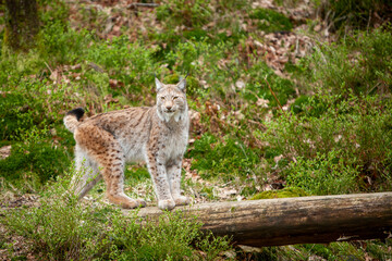 Naklejka na ściany i meble Wild cat Lynx (Lynx lynx) Bobcat in the forest.