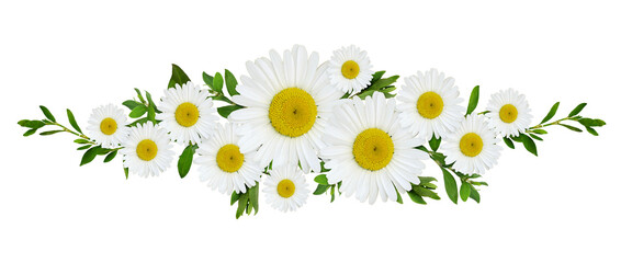 Daisy flowersand green grass in a line floral arrangement isolated on white or transparent...