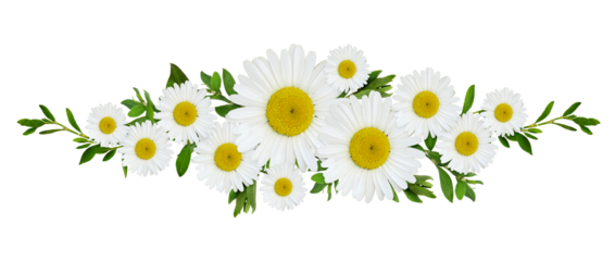 Daisy flowersand green grass in a line floral arrangement isolated on white or transparent background