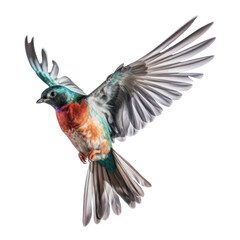 hummingbird in flight isolated on transparent background cutout