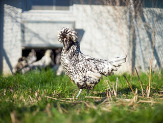paduan rooster in the farm - 620591144