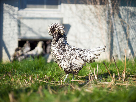 paduan rooster in the farm