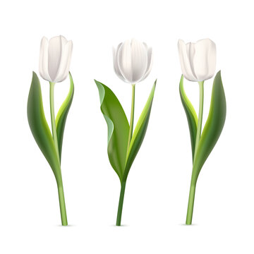 3D white tulips set vector illustration. Realistic isolated beautiful spring flowers collection for greeting card and gift, springtime tulip bouquet with buds and blossoms, plant with green leaves