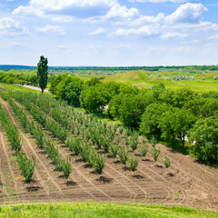 Fototapeta na wymiar A young fruit orchard and a green meadow. Spring landscape.