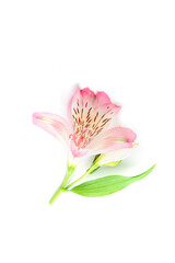 Pink alstroemeria flower isolated on white background, close up