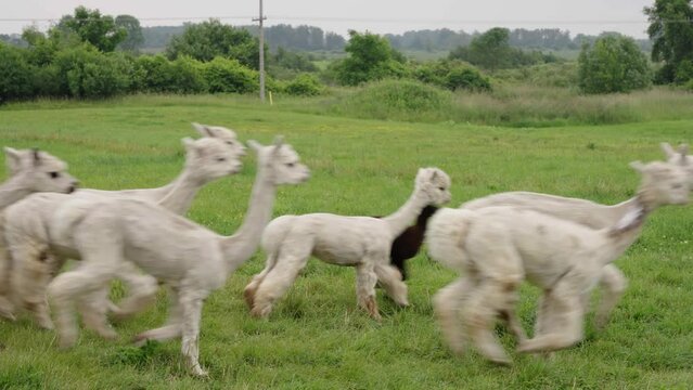 Alpacas running in field