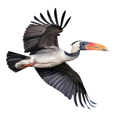 Obraz premium pelican in flight isolated on transparent background cutout