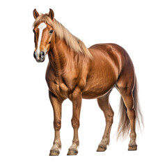 horse isolated on transparent background cutout