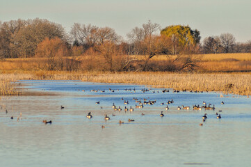 Canada Geese Feeding At Horicon Marsh Wildlife Area In Wisconsin During Fall Migration