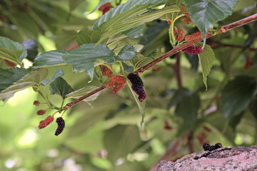 Fr&uuml;chte des Maulbeerbaumes