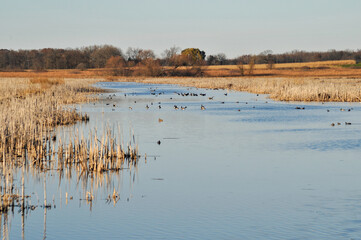 Canada Geese Feeding At Horicon Marsh Wildlife Area In Wisconsin During Fall Migration