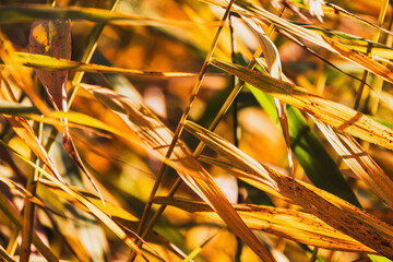 Coastal grass pattern. Yellow leaves waving on wind, macro photo