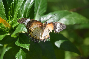 Brilliant Queen Butterfly with Striking Patterned Wings