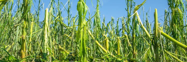 heavy storm and hail destroyed agricultural field
