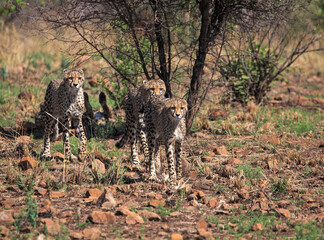 Three cheetah on the prowl