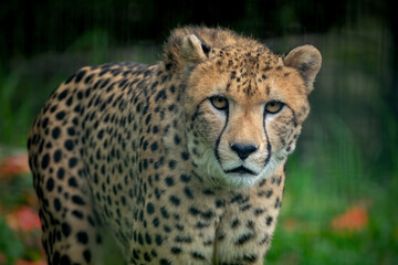 cheetah in the grass