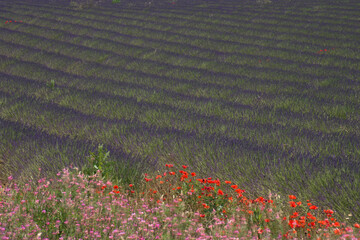 Lavendelfeld bei Valensole in der Provence