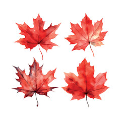 Naklejka na ściany i meble Beautiful watercolor red maple leaf Canada day white background.