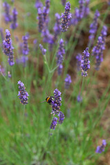 Lavender flowers in full bloom, detail photo close up with a pollinator, bee or bumblebee visible. 