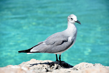 Close Up with a Laughing Gull in Aruba