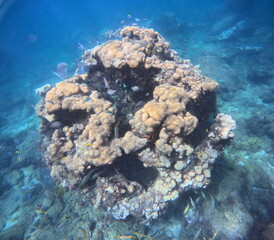 coral outcrop with sea life
