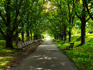 Alley with benches and green trees. Summer landscape in a city park with sunlight