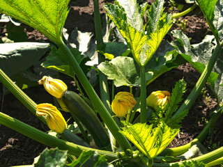 Zucchini growing on a garden bed, yellow zucchini flower and big green leaves, close-up view