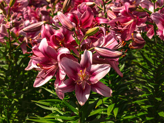 Bush of pink lilies, big beautiful petals in sunlight, close up view. Floral background