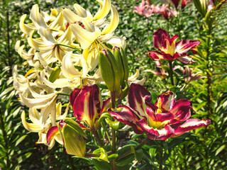 Fototapeta na wymiar Red and white lily flowers in the garden. Floral background summer flowers close up view