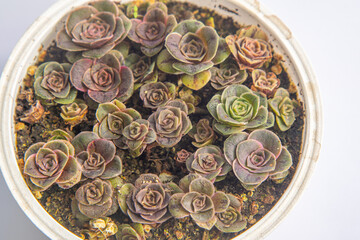 Greenovia hierro slowers family in pot. Crassula flower is a type of succulent. Growing a cactus plant at home. Floriculture. Green echeveria leaves natural background. Flora leaf bud