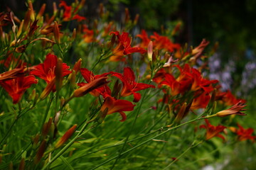 amarylis lato w w ogrodzie kolonia kwiatów w ogrógzie przydomowym