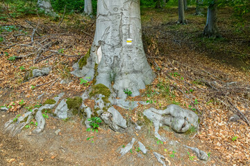 base of beech tree with roots and touristic sign