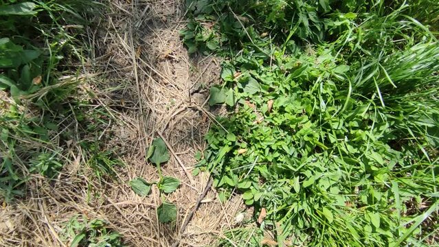 La farfalla e l'erba in montagna in estate