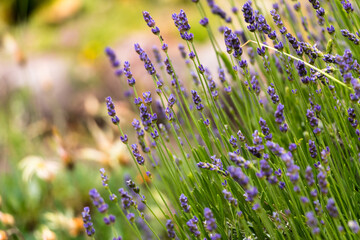 natural flower background. fresh lavender flowers close up on a sunny day