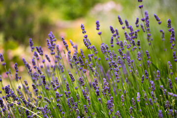 natural flower background. fresh lavender flowers close up on a sunny day